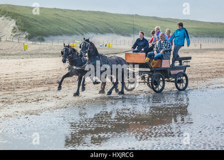 Niederlande, Südholland, Noordwijk, Spaß beim Pferd-Drwan Kutschfahrten in der Brandung von Langevelderslag Beach Stockfoto