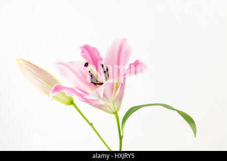 Öffnen Orientalisch pink stargazer Lilie mit geschlossene Knospe und weißen Hintergrund mit Kopie Raum Stockfoto