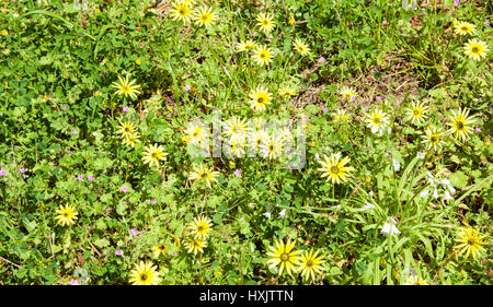 Leuchtende gelbe Wildblumen wachsen in der Naturrasen im Bold Park reserve im City Beach, Western Australia. Stockfoto