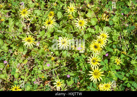 Leuchtende gelbe Wildblumen wachsen in der Naturrasen im Bold Park reserve im City Beach, Western Australia. Stockfoto