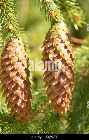 Hängen von einer prächtigen Tanne in Südengland Stockfoto