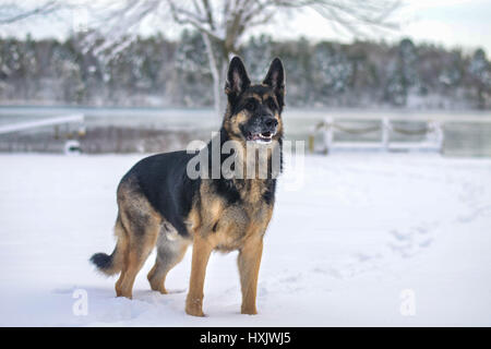 Erwachsenen Schäferhund stehend im Schnee an einem See Stockfoto