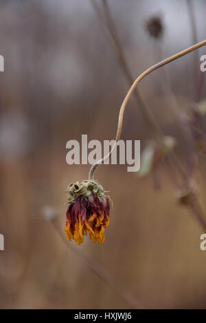 getrocknete Blumen am Stiel Stockfoto
