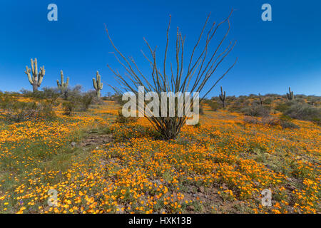 Mexican Gold Mohn blüht in Peridot Mesa bei der San Carlos-Apache-Reservierung in der Nähe von Globe, Arizona, USA. Stockfoto