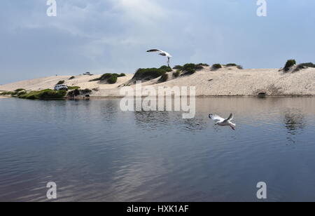 Möwen am Strand fliegen. Weiße Möwe Segelfliegen in den blauen Himmel über Croker Creek (Belmont - Nine Miles - Beach, New South Wales, Australien). Stockfoto