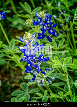 Frühling TX USA - 22. März 2017 - Nahaufnahme von einem Bluebonnet Stockfoto