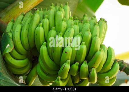 Reihe von Unreife Bananen von Ast hängen Stockfoto