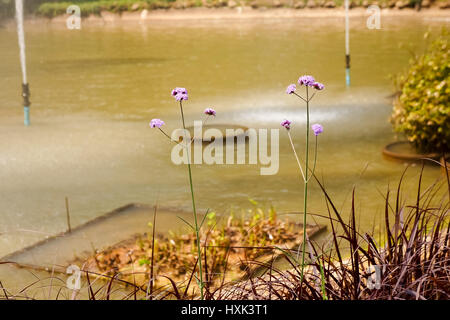 Violette Blume Stockfoto