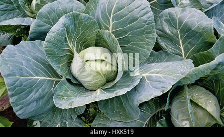 Runden Sie Kohl mit großen Blätter wachsen im Garten des großen Köpfen im Sommer Stockfoto