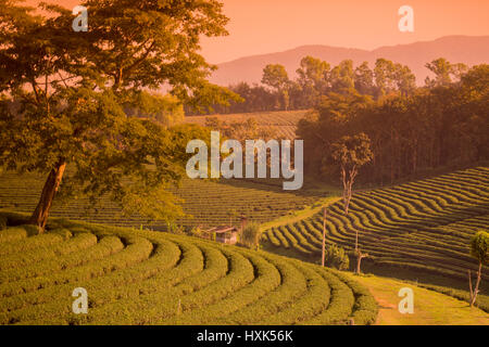 die Teeplantage Choui Fong Tee an die Stadt Mae Chan nördlich der Stadt Chiang Rai im Norden Thailands. Stockfoto