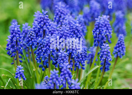 Muscari Neglectum genannt Grape hyacinth Stockfoto