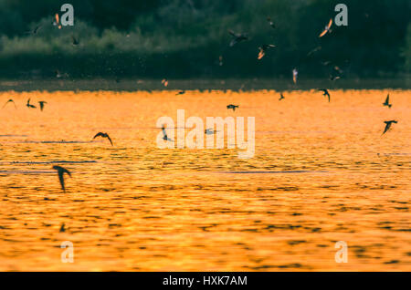Vogelschwarm Jagd Fisch in den Sonnenuntergang Stockfoto
