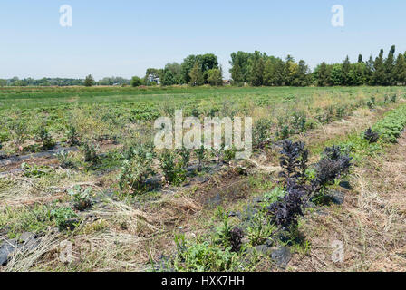 Reihen von Grünkohl wächst in einem Feld Stockfoto