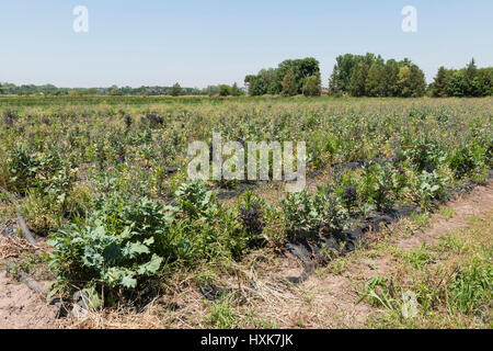Reihen von Grünkohl wächst in einem Feld Stockfoto