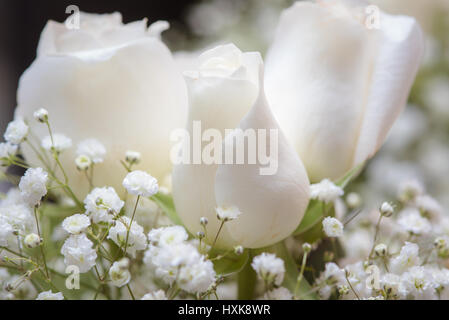 Bouquet von weißen Rosen und Schleierkraut hautnah Stockfoto