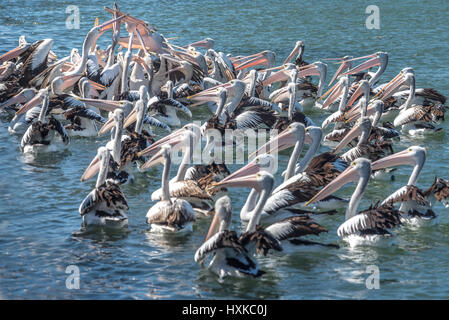 Hungrigen Pelikane riß Essen Stockfoto