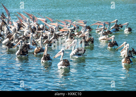Hungrigen Pelikane Essen warten Stockfoto