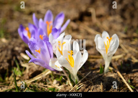 Krokusse Wildblumen auf Frühlingswiese in Bergen, Flora der Gorce Gebirge, Polen Stockfoto