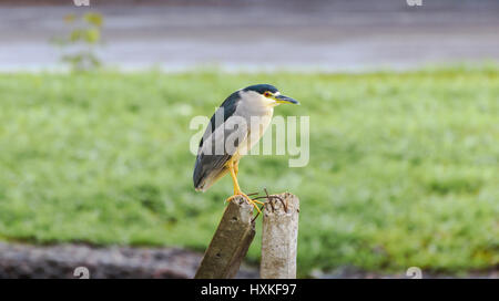 Nachtreiher. Vogel über einen gebrochenen Balken aus Beton. Ausgestorbener Vogel auch bekannt als Savacu. Stockfoto