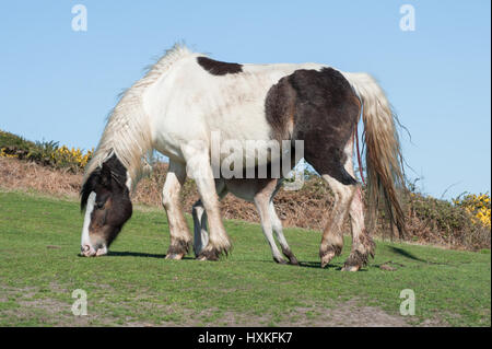 Neugeborene Fohlen Milch von der Mutter zum ersten Mal Spanferkel Stockfoto