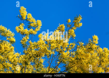 Mimosen Blüten. Acacia Dealbata Mimosa. Mimosa-Blumen auf blauem Himmel Stockfoto