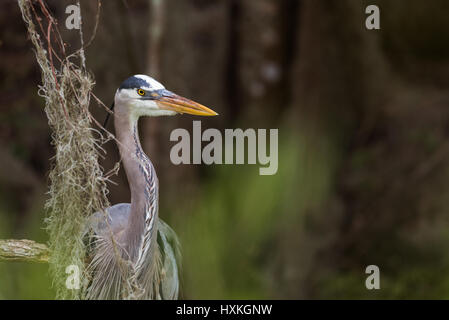 Great Blue Heron Vogel Porträt Stockfoto