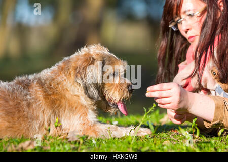junge Frau gibt ihrem Hund ein Leckerbissen auf der Wiese liegend Stockfoto