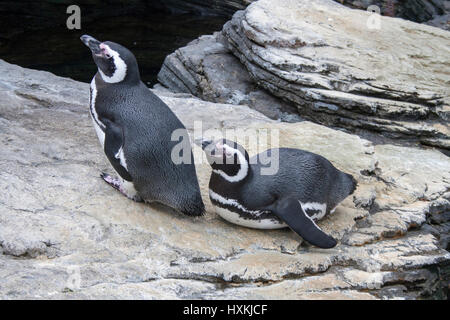 Zwei Pinguine auf einem Felsen sitzen träumen Stockfoto