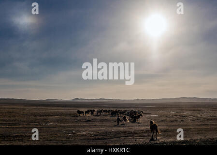 Wildpferde laufen über die Steppen der Wüste Gobi in der südlichen Mongolei. Stockfoto