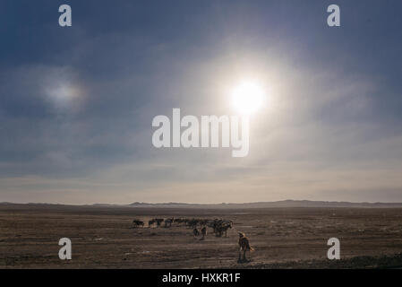 Wildpferde laufen über die Steppen der Wüste Gobi in der südlichen Mongolei. Stockfoto