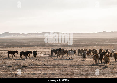 Wildpferde laufen über die Steppen der Wüste Gobi in der südlichen Mongolei. Stockfoto