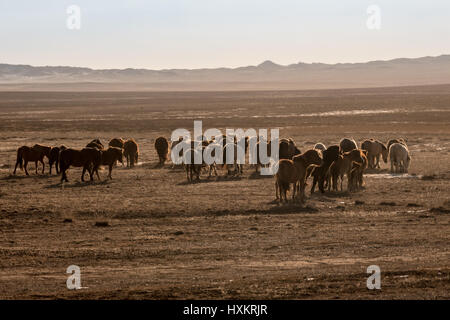 Wildpferde laufen über die Steppen der Wüste Gobi in der südlichen Mongolei. Stockfoto