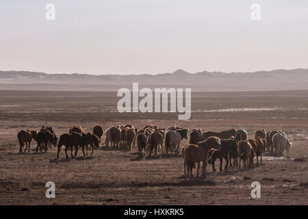 Wildpferde laufen über die Steppen der Wüste Gobi in der südlichen Mongolei. Stockfoto