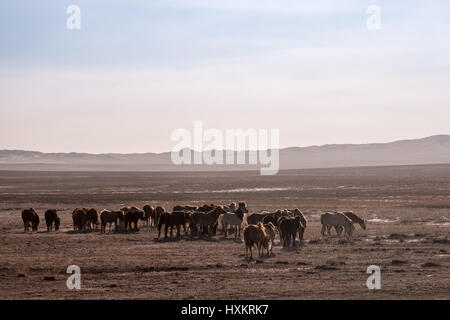 Wildpferde laufen über die Steppen der Wüste Gobi in der südlichen Mongolei. Stockfoto