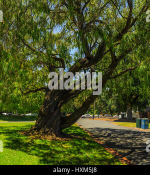 Mitten im grünen von Melbourne. Stockfoto