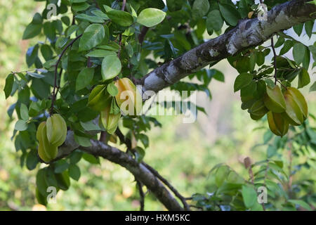 Sterne Obst auf Baum in Obstgarten Food Forest, Costa Rica. (Averrhoa carambola) Stockfoto