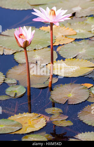 Seerosen wachsen im Teich an der Südwestküste Costa Ricas Stockfoto
