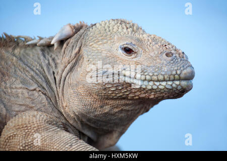 Santa Fe landen Leguan (Conolophus Pallidus) auf den Galapagos Inseln Stockfoto