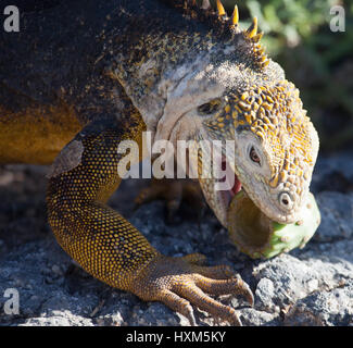 Galapagos Land Iguana (Conolophus subcristatus) füttert auf der Insel South Plaza Kaktusfrucht (Opuntia galapageia) Stockfoto