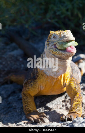 Galapagos Land Iguana (Conolophus subcristatus) füttert auf der South Plaza auf den Galapagos-Inseln Kaktusfrüchte (Opuntia galapageia) Stockfoto