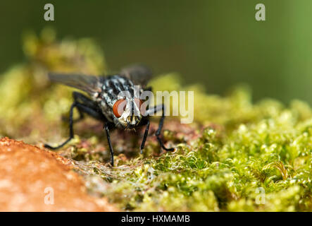 Schmeißfliege (Hexamerinaufnahme eingespieltes) auf ein Slime Mold, Schweiz Stockfoto