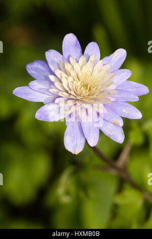 Kunstvoll doppelte weiße zentrierte Form des blauen Windflower, Anemone appenina Stockfoto