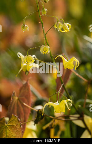 Nahaufnahme von der kleinen, gelben Frühlingsblumen in der Sammlung des Barrenwort, Epimedium "Buckland Buzz" Stockfoto