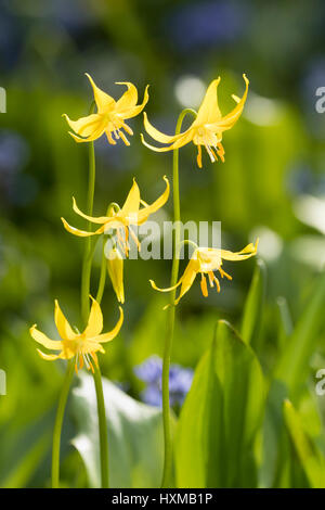 Gelbe Frühlingsblumen der Forellen-Lilie, Erythronium tuolumnense Stockfoto