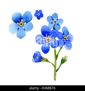 Wildflower Myosotis Arvensis Blume im Aquarell-Stil isoliert. Stockfoto