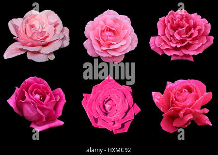 Gruppe von rosa Rosen isoliert auf schwarz Stockfoto
