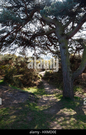 Szene der Heffalump Falle, wie in einer Winnie The Pooh-Geschichte erzählt von AA Milne.Gils Runde, Ashdown Forest, East Sussex, UK Stockfoto