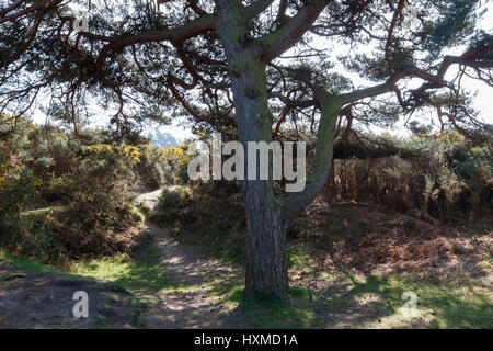 Szene der Heffalump Falle, wie in einer Winnie The Pooh-Geschichte erzählt von AA Milne.Gils Runde, Ashdown Forest, East Sussex, UK Stockfoto