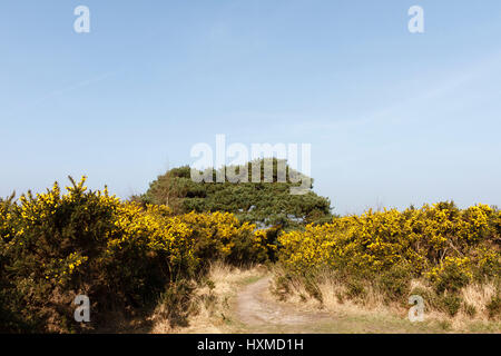 Szene der Heffalump Falle, wie in einer Winnie The Pooh-Geschichte erzählt von AA Milne.Gils Runde, Ashdown Forest, East Sussex, UK Stockfoto