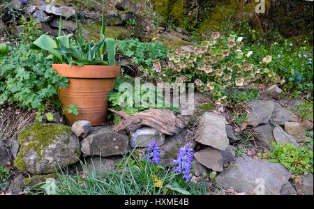 Tulpen in Terracotta Töpfen, lila Hyazinthen und nieswurz wächst in einer schrägen Steingarten Steingarten im Frühjahr Carmarthenshire Wales UK KATHY DEWITT Stockfoto